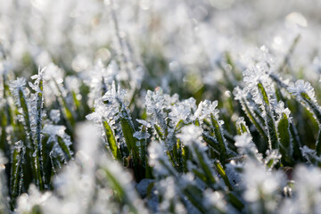 Fototapeta premium grass covered with white cold frost in the winter season