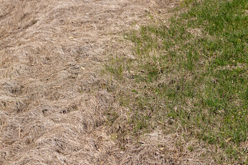green and mown grass and plants on agricultural fields