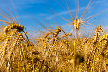 agricultural field with mature golden yellow cereals