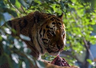 Royal Bengal Tiger feeding in Africa
