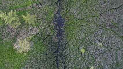 drone image of meadow surrounded by forest on either side