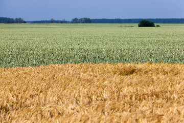 agricultural field with mature golden yellow cereals