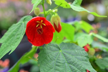 アブチロン　姫りんご