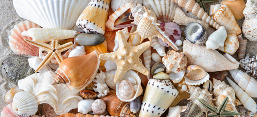 Many beautiful sea shells and starfish as background