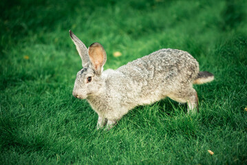 rabbit in the grass