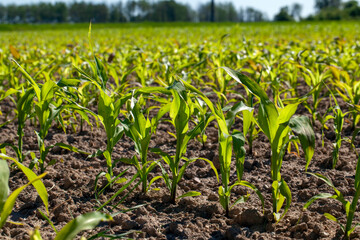 agricultural field with corn in soil and mud