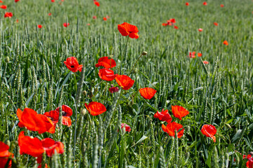 Fototapeta premium red poppies growing in an agricultural field with cereals