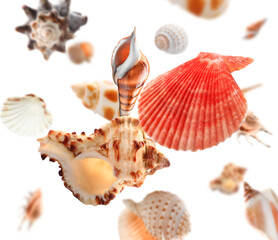 Many falling sea shells on white background