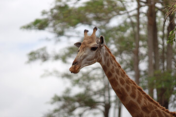 Head of Giraffe at the zoo.