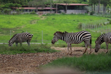 Fototapeta na wymiar african plains zebra in zoo