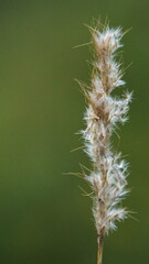 Seeds on a blade of grass in Cotacachi, Ecuador