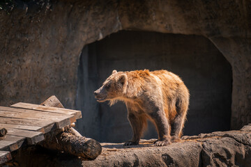 Cool pic of a big bear guy