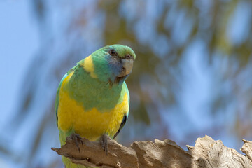 Cloncurry Ringneck Parrot in Queensland Australia