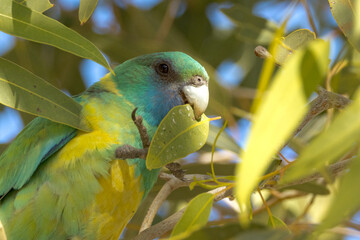 Cloncurry Ringneck Parrot in Queensland Australia