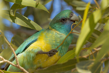 Cloncurry Ringneck Parrot in Queensland Australia