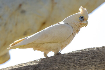 Little Corella in Queensland Australia