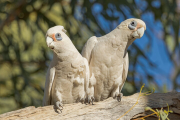 Little Corella in Queensland Australia