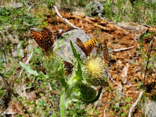 butterflies 