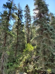 pine tree forest