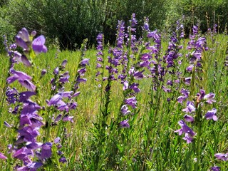 flowers in the field