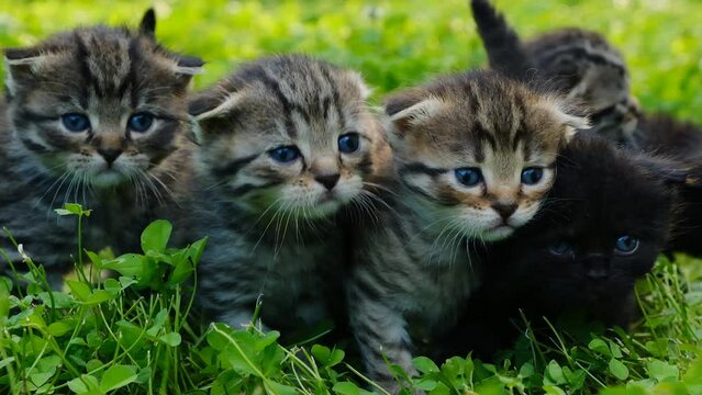 Kittens group in green grass. Close-up of kitten faces. High quality 4k footage