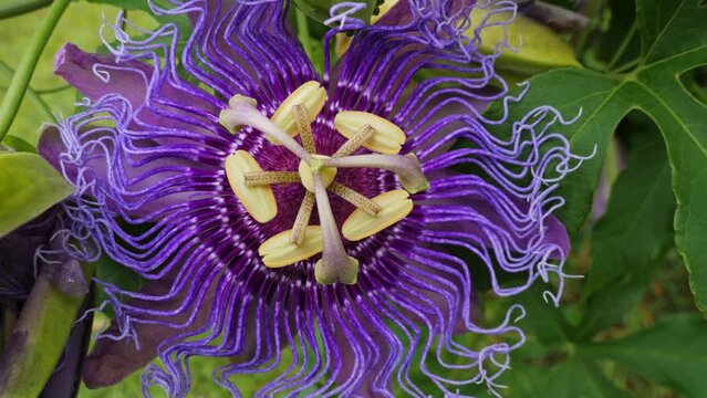 Close up shot of a beautiful purple passion flower