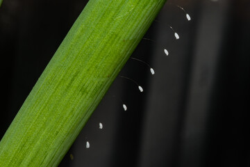 Green Lacewing Eggs - Chrysopa spp. 