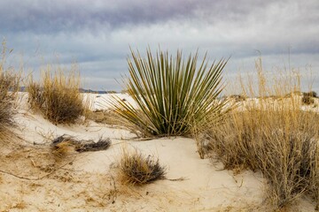 white sands plants