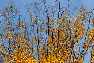 yellowed maple foliage on trees in the autumn season