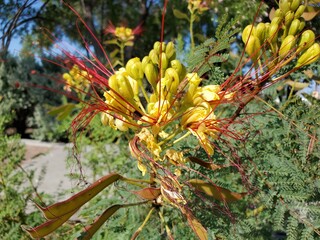 Obraz premium bunch of flowers