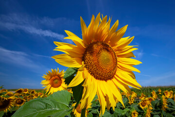 yellow blooming sunflowers on an agricultural field in the summer