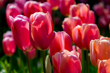 Pink Tulips