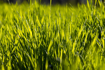 agricultural field where green unripe wheat grows