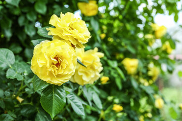 Lush blooming rose flowers in garden
