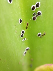 a close up view of the petals of a cattleya trianae orchid and some ants