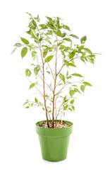 Wilted ficus tree on white background