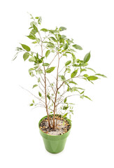 Wilted ficus tree on white background