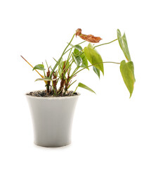 Wilted houseplant in pot on white background