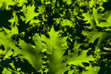 few green oak leaves in sunlight