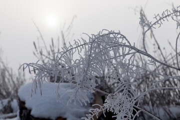 cloudy weather in a winter park with grass in frost