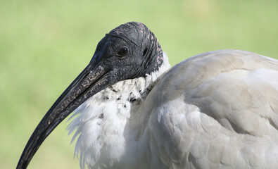 Close up portrait of an Australian white ibis bird