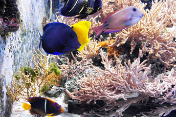 tropical fish in an aquarium