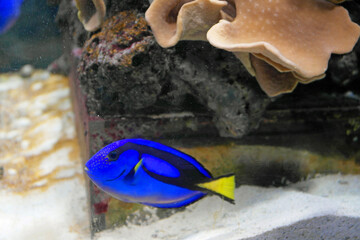 tropical fish in an aquarium