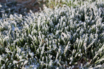 Obraz premium grass covered with white cold frost in the winter season