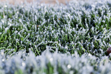 grass covered with white cold frost in the winter season