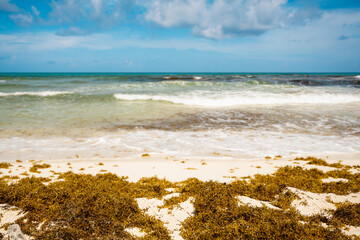 Horizontal photography of a lot of sargassum on the beach and in the background the sea, photo of...