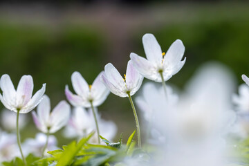 spring white flowers sprouting in the forest