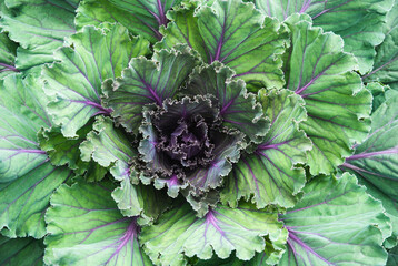 Ornamental cabbage, Kale plant in the garden