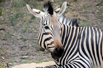Fototapeta na wymiar Zebra Looking Over Her Shoulders