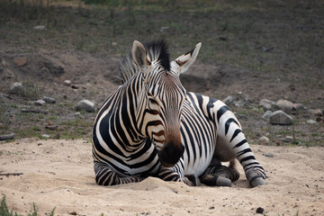 Fototapeta na wymiar Hartmann's Mountain Zebra (Equus zebra) Relaxing On The Sand. A Vulnerable Species. South Africa